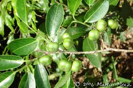 Image result for Margaritaria