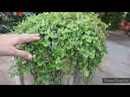 Pin On Garden About Plants