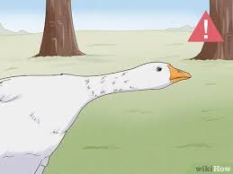 Two employees at the gas station called police and said they witnessed hodgins strangle. How To Stop A Goose Attack 11 Steps With Pictures Wikihow