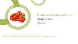 Ssw ist der babybauch nun nicht mehr zu übersehen details zu körperliche veränderungen geschlecht des babys ausfluss u.v.m. 19 Ssw Die 19 Schwangerschaftswoche Tag 127 133