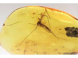 Image result for Trichoneura