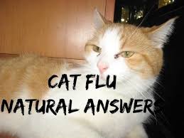 It's very common in cats and kittens and is what to do if your cat or kitten has cat flu? Cat Flu 5 Natural Answers Youtube