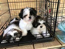 Get a boxer, husky, german shepherd, pug, and more on kijiji, canada's #1 local classifieds. Shih Tzu Puppies 350 Edinburg Tx General Items Mcallen Tx Shoppok