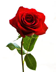 Check spelling or type a new query. 10 Most Beautiful Flowers In The World Top Ten Zilla