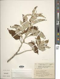 Image result for Blepharispermum pubescens