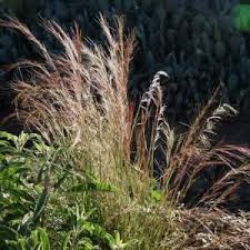 Image result for Aristida canescens