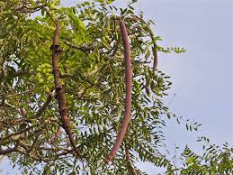 Image result for Cassia abbreviata
