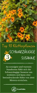 Schwarzaugige Susanne Platz 3 Der 10 Besten Kletterpflanzen Wahrend Die Schwarzaugige Susanne Zaune Und Mauern Begrunt Beeindruckt Sie Mit Ihren Climbing Plants Plants Balcony Plants