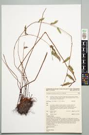 Image result for Thelypteris confluens
