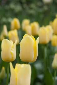 Tulip World Friendship Tulips Planting Tulips Planting Bulbs