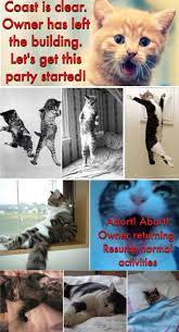 When The Owners Away The Cats Will Play Cats Funny Animals Pets Cats