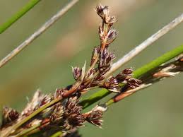 Image result for Juncus kraussii