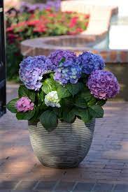 Check spelling or type a new query. 34 Shade Loving Container Plants Front Porch Plant Ideas Hgtv