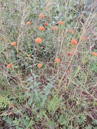 Image result for Hypericophyllum