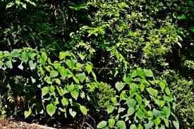 Image result for Clerodendrum tricholobum