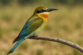 Image result for Philenoptera bussei