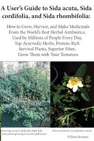 Image result for Sida rhombifolia