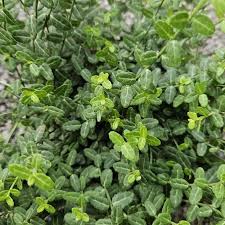 Image result for Euonymus fortunei