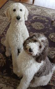 Black And White Standard Poodle Teddy Bear Cut Oreo A Year In The Life Of A Parti Poodle Poodle Puppy Parti Poodle Poodle