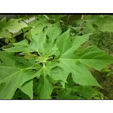 Daun insulin mengandung berbagai senyawa yang baik untuk tubuh. 5 Bibit Tanaman Herbal Daun Insulin Banyak Manfaat Shopee Indonesia