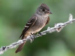 Birds Of Western North Carolina Book Western Wood Pewee Aves