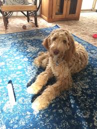 Check spelling or type a new query. Reviews Northwoods Irish Doodles