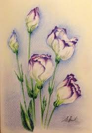 Drawing Pencil Ideas Color Flowers 40 Ideas In 2020 Color Pencil Art Color Pencil Drawing Pencil Drawings Of Flowers
