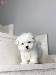 Orjinal 0 Numara Safkan Maltese Terrier Yavrularimiz Kopek Dunyasi