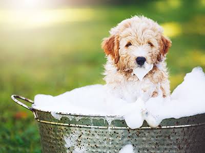 Tips on Bathing your Dog – Fetchers Play and Stay