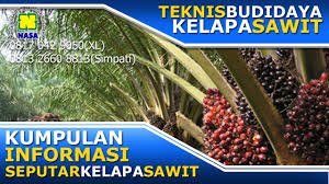 Perkebunan kelapa sawit dapat dibangun di daerah bekas hutan primer, hutan skunder, bekas perkebunan tanaman lainnya (misalnya karet perawatan tanaman kelapa sawit meliputi beberapa hal, antara lain, penyulaman, penanaman tanaman sela, pemberantasan hama, pemangkasan. Hama Penyakit Pada Tanaman Kelapa Sawit Bagian 2 Youtube