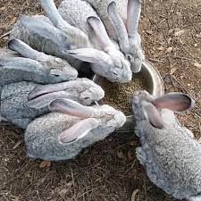 The rabbits are all males, eight months, and each are being sold for $60 each. Best Flemish Giant Rabbits For Sale In Weatherford Texas For 2021