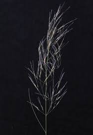 Image result for Stipagrostis uniplumis