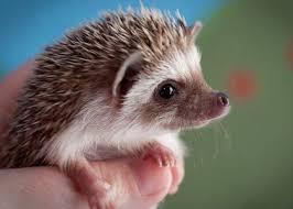Hedgehog Hedgehog Pet Baby Hedgehog Cute Animals
