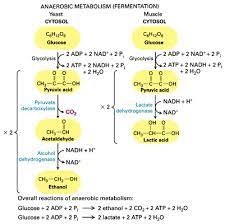 When fermentation occurs, it is glycolysis that occurred before it that produced the 2 net atp. How Much Atp Is Made In Alcoholic Fermentation Wasfa Blog