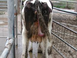 Image result for Q Fever