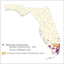 Image result for Nesaea rautanenii