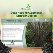 Image result for Phormium