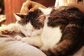 They are most commonly associated with the rabies vaccine and the vaccine for feline leukemia virus. 10 Things To Know About Cancer In Cats Catster