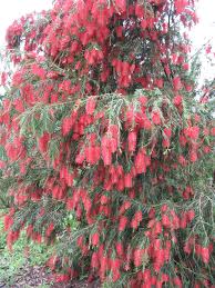 Click on back to return to this alphabetical list. Weeping Bottle Brush Bottle Brush Trees Australian Native Plants Bottle Brush