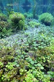 Image result for Hydrostachys polymorpha
