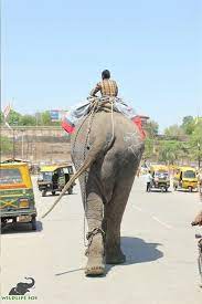 Elephant celebrates own freedom on July 4th