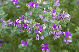 It is native to mozambique and south africa. Polygala Fruticosa The Gardener The Gardener