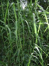 Image result for Phragmites karka