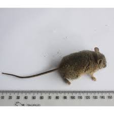 Five are now extinct and two are rare. Mouse Pest Detective