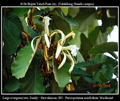 Image result for Pterospermum acerifolium