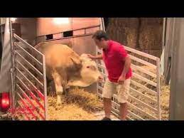 youtube animals beautiful cute animals animal sanctuary