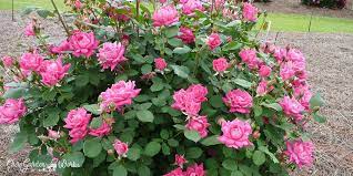 When and how long knock out roses bloom? What Are The Best Fertilizers For Knockout Roses In 2021