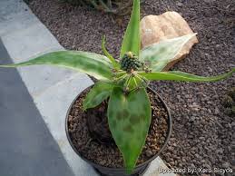 Image result for Tristachya rehmannii