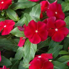 Pin On Flower Is Love Cicek Asktir