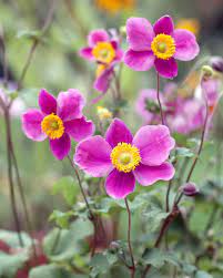 Your Ultimate Guide To Flowering Perennials Which Popular Plants Bloom When Beautiful Flowers Garden Fall Flowers Fall Plants